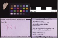 Foto (Objekt + Etiketten) von Nodoprosopon ornatum (Meyer, 1842) (NHMW-GEO-1990-0041-0061)